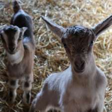 The Goat Farm Chocolate Factory inc | 8102 Wellington County Rd 109, Arthur, ON N0G 1A0, Canada