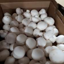 Highline Mushrooms - Crossfield, AB | 1/2 Mile S of Crossfield Overpass, JTN 72 - East side of Highway off Service Road, Crossfield, AB T4A 0H4, Canada