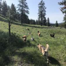 Kootenay Canine Adventures | 5771 Wycliffe Perry Creek Rd, Cranbrook, BC V1C 7C7, Canada