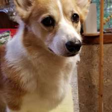 Holistic Center For Veterinary Care | 9002 Sunset Dr, Colden, NY 14033, USA