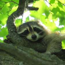 Sleeping Raccoon | 254001-254309 9 Line, Laurel, ON L0N 1L0, Canada