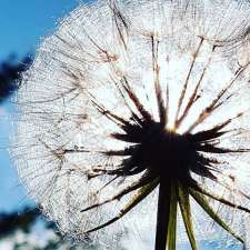 Dandelion Healing | 15 Riverview Ave, London, ON N6J 1A3, Canada