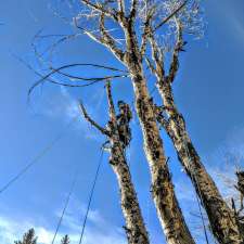 Adair Tree Care Ltd. | 2323B 24 Ave NE, Calgary, AB T2E 8L9, Canada