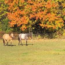 TP Quarter Horses | 15975 County Rd 18, Lunenburg, ON K0C 1R0, Canada