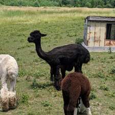 DL Farms Alpaca (registered Alpaca and Products) | RR1, 542 Amberley Rd, Lucknow, ON N0G 2H0, Canada