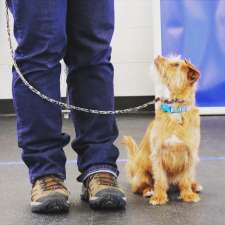 Taylor'ed Canines | 101 Beverley St e, Guelph, ON N1E 3C3, Canada