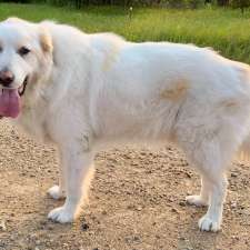 Manitoba Great Pyrenees Rescue | 20 Main St S, New Bothwell, MB R0A 1C0, Canada