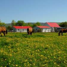 Black Bay Horse Farm | 250 Chemin de la Baie, Luskville, QC J0X 2G0, Canada