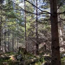 Riverside Forestry Ltd | 30 Rising Sun Trail, Hammonds Plains, NS B3Z 1J6, Canada