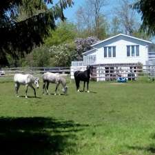 Desert Roots Arabian Horses. | 253 Peters Rd, Colborne, ON K0K 1S0, Canada