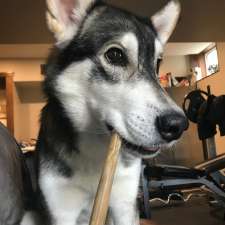 Talbot Animal Hospital | 121 Oxford St E, London, ON N6A 1T4, Canada