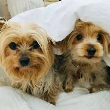 Staples Animal Hospital | 377 Commissioners Rd W, London, ON N6J 1Y4, Canada