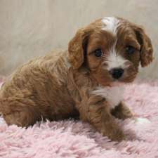 Cavapoo puppies for sale | 403269 Robinson Rd, Ingersoll, ON N5C 3J7, Canada