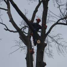 Nature's Tree Service | 7 Godden St, Collingwood, ON L9Y 4S4, Canada