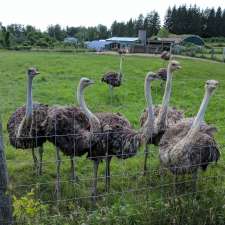 White Rock Ostrich Farm | 13085 Fourth Line Nassagaweya, Campbellville, ON L0P 1B0, Canada