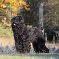 Barents Night Black Russian Terrier Kennel | 511 Scotch Line Rd W, Merrickville, ON K0G 1N0, Canada