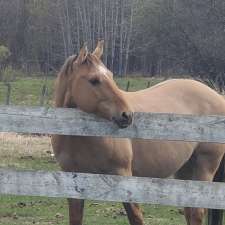 INTERNATIONAL EQUINE REGISTRY | Township Rd 562, Gunn, AB T0E 1A0, Canada