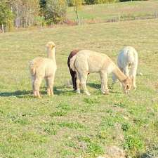 Ferme MarieBob | 104 Rue de la Frontière E, Rivière-Bleue, QC G0L 2B0, Canada
