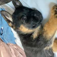 Sultan’s German Shepherds | 656 Tobacco Rd, Castleton, ON K0K 1M0, Canada