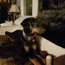 Your Pets are My Pets | 16 Victoria St, Waterdown, ON L0R 2H6, Canada