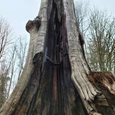 Hollow Tree | Rawlings Trail, Vancouver, BC V6G, Canada