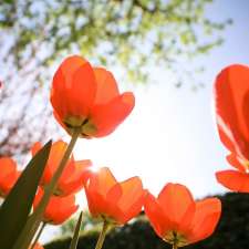 Ada's Flowers | 2236 Hampstead Rd, Oakville, ON L6H 6Y9, Canada