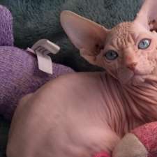 Pink Sugar Sphynx | 171 Centre St, London, ON N6J 1T7, Canada