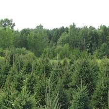 Evergreen Acres Landscape and Christmas Trees | 431 Inman Rd, Dunnville, ON N1A 2W5, Canada