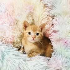Purrfect Haven Cat Rescue | 6 Imperial Rd, London, ON N5X 2G6, Canada