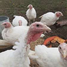 Country turkeys | 15165 Whittaker Rd, Belmont, ON N0L 1B0, Canada