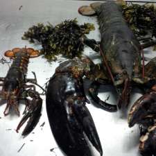 Xsealent Seafood Company Limited | 58 Boundry St, Clark's Harbour, NS B0W 1P0, Canada