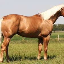 Winther Horses | R.R. 1, Huxley, AB T0M 0Z0, Canada