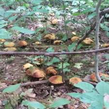 Green Legacy Programme - Southern Nursery | Puslinch, ON N0B 2C0, Canada