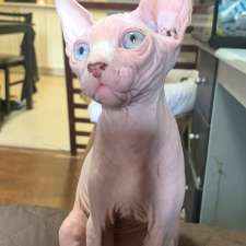 Village Mobile Veterinary Services | 75 Optimist Park Dr, London, ON N6K 4J9, Canada