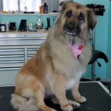 Countryside Dog Grooming | 609 Tice Rd, Fenwick, ON L0S 1C0, Canada