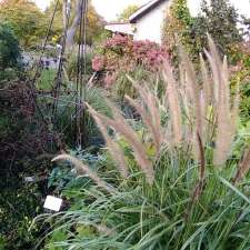 Shrub Garden | Rosemont-La Petite-Patrie, Montreal, QC H1X 2B2, Canada
