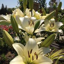 Beausejour Daylily Gardens | First St N, Beausejour, MB R0E 0C0, Canada