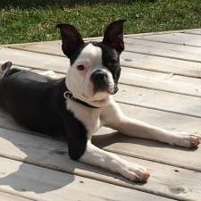 Clarke Animal Hospital | 1920 Dundas St, London, ON N5V 3P1, Canada