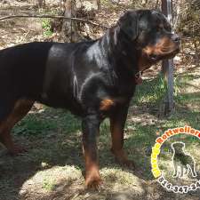 Élevage de chiots et chiens Rottweiler Lanaudière | 300 6e Rang, Saint-Calixte, QC J0K 1Z0, Canada