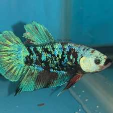 Betta Lux Canada | 536 Third St Unit 12, London, ON N5V 4R5, Canada