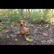 Farfel, Fetch! Pet Photography | 20176 68 Ave, Langley, BC V2Y 2X7, Canada