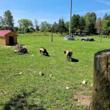 Donkey and Alpaca Experience | 136465 Grey County Rd 40, Chatsworth, ON N0H 1G0, Canada