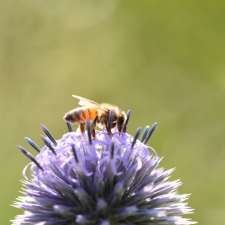 Ontario Beekeepers' Association | West Door C, 5420 Hwy 6 Suite 185, Guelph, ON N1H 6J2, Canada