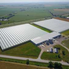 Klassen Greenhouse Farms Inc. | 63 Division Rd, Cottam, ON N0R 1B0, Canada