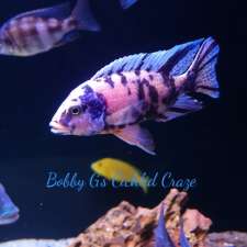 Bobby G’s Cichlid Craze | 658 Kokanee Rd, London, ON N5X 4K1, Canada
