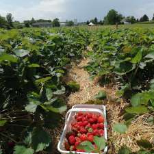 Tigchelaar Berry Farms Pick-your-own Strawberries | 4159 Jordan Rd, Jordan Station, ON L0R 1S0, Canada