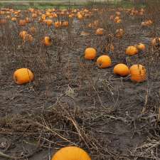 Parkinson’s U pick Pumpkin patch | 5380-, 5678 Wellington County Rd 29, Guelph, ON N1H 6J1, Canada