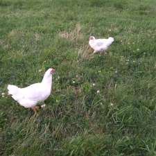 E.N.S. Poultry Inc. | 6424 8 Line W, Elora, ON N0B 1S0, Canada