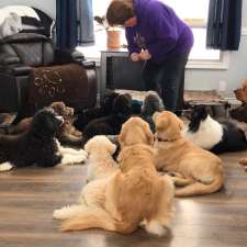 On Golden Paws-Puppy and Dog Training, Puppy Imprinting Service | Varna, ON N0M 2R0, Canada