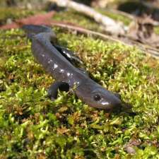 Westoak salamander recovery center. | 2251 Westoak Trails Blvd, Oakville, ON L6M 3P7, Canada